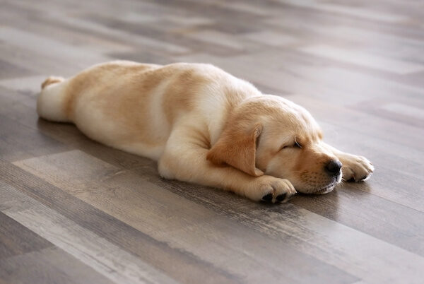 お家で犬を飼われているなら…ペットが暮らしやすいリビングにリフォームしませんか